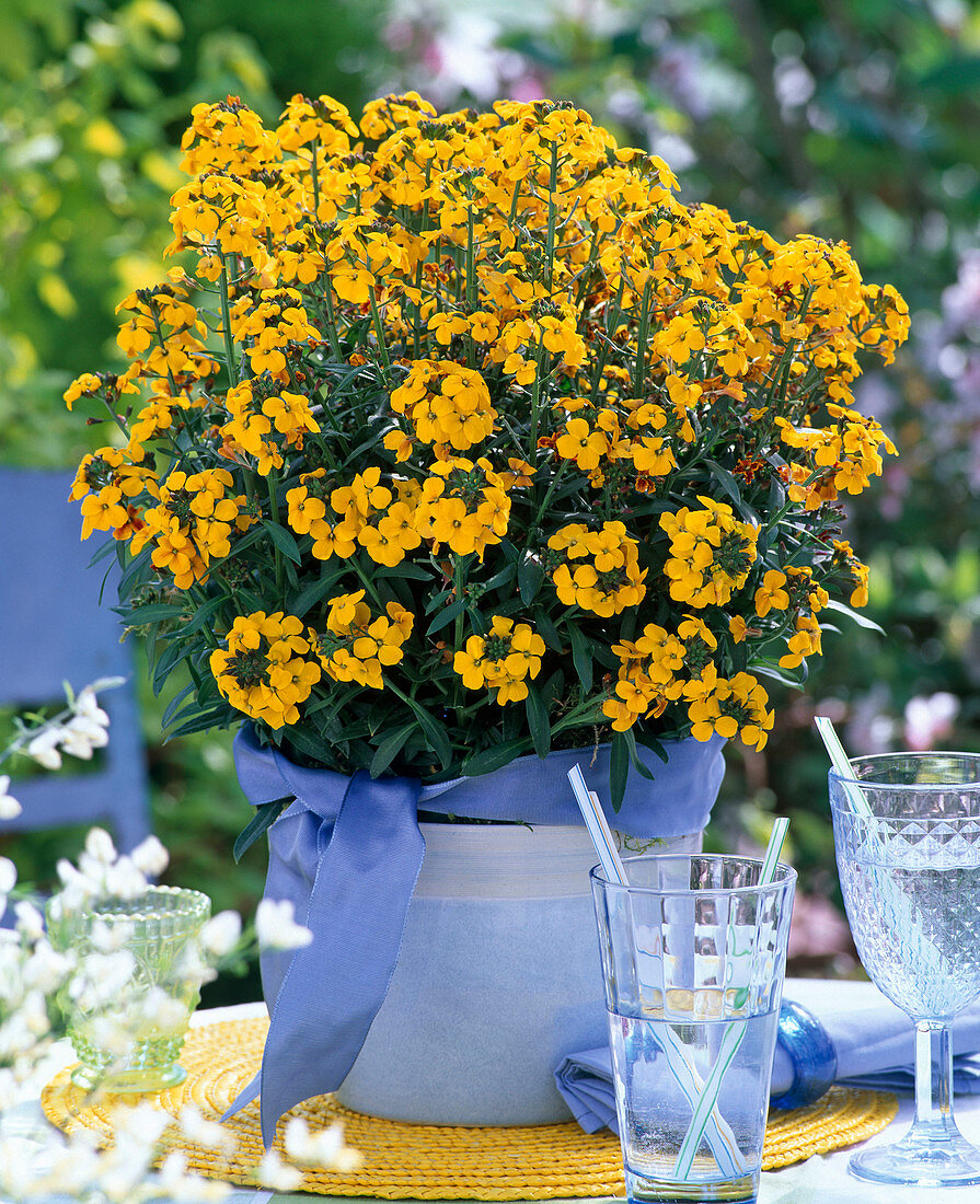 Spring Flirt, Erysimum Rysi 'Gold' (Gold Lacquer)