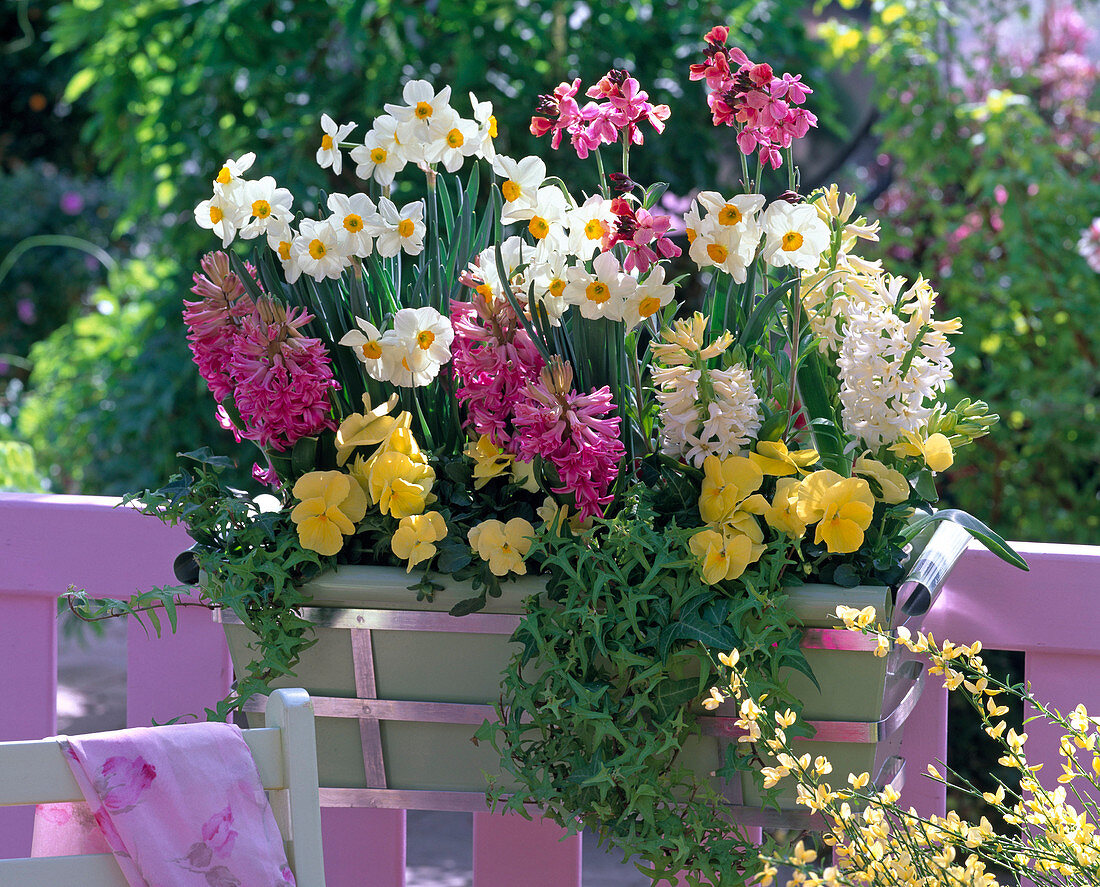 Narcissus 'Geranium' (Daffodil), Hyacinthus (Hyacinth)