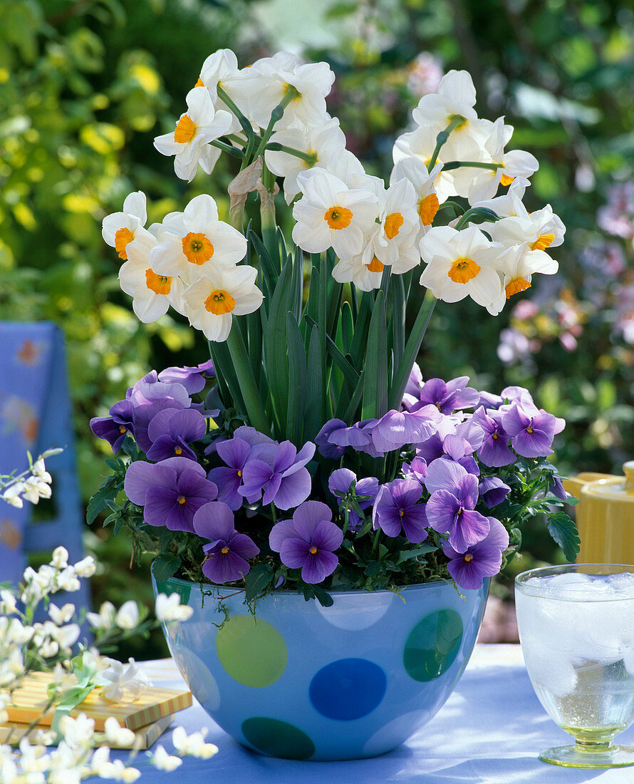 Narcissus 'Geranium' (Daffodils), Viola Bingo