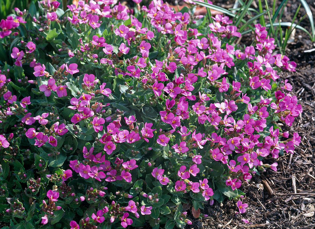 Arabis caucasica 'Deep Rose' (Gänsekresse) mit pinken Blüten