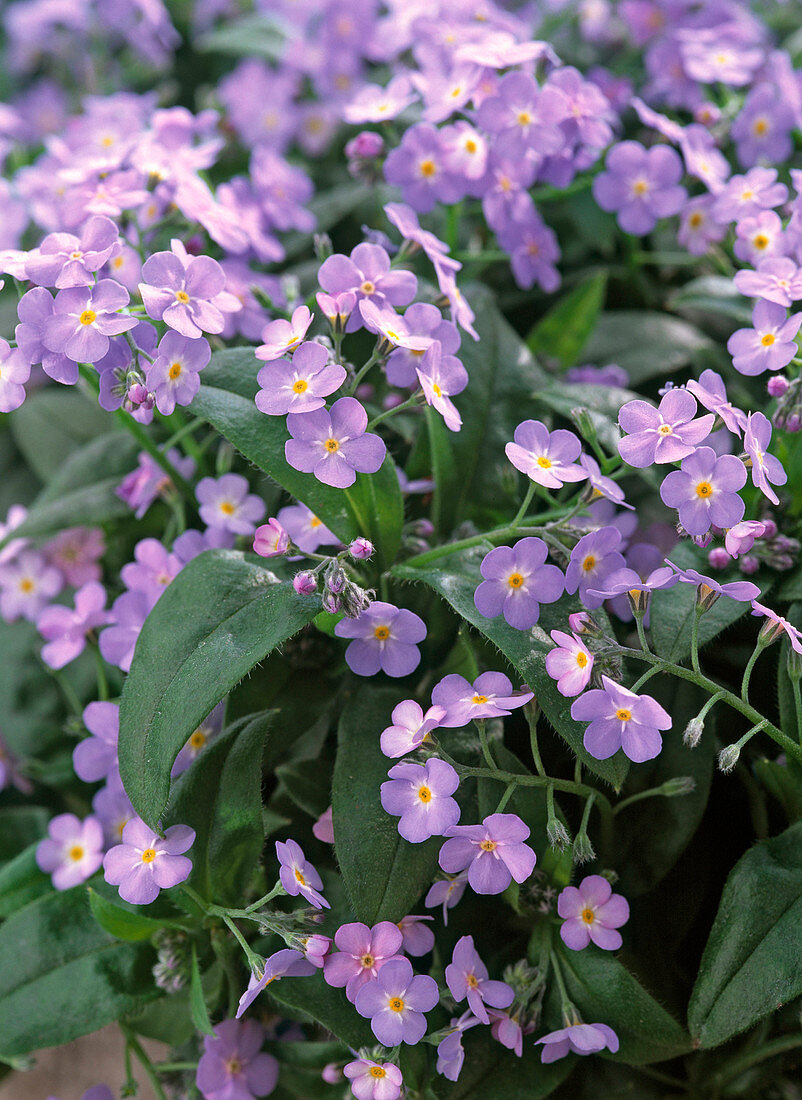 Myosotis (Vergissmeinnicht)