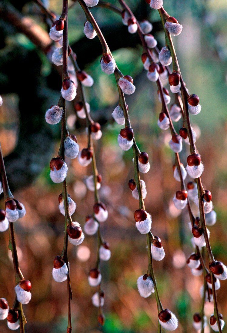 Salix caprea 'Pendula' (hanging catkin willow)