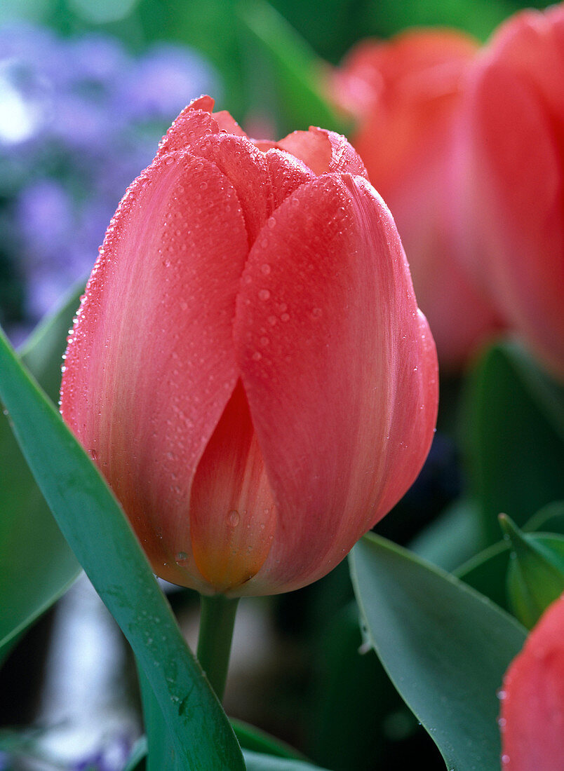 Tulipa 'Pink Impression' (Darwin Tulip)