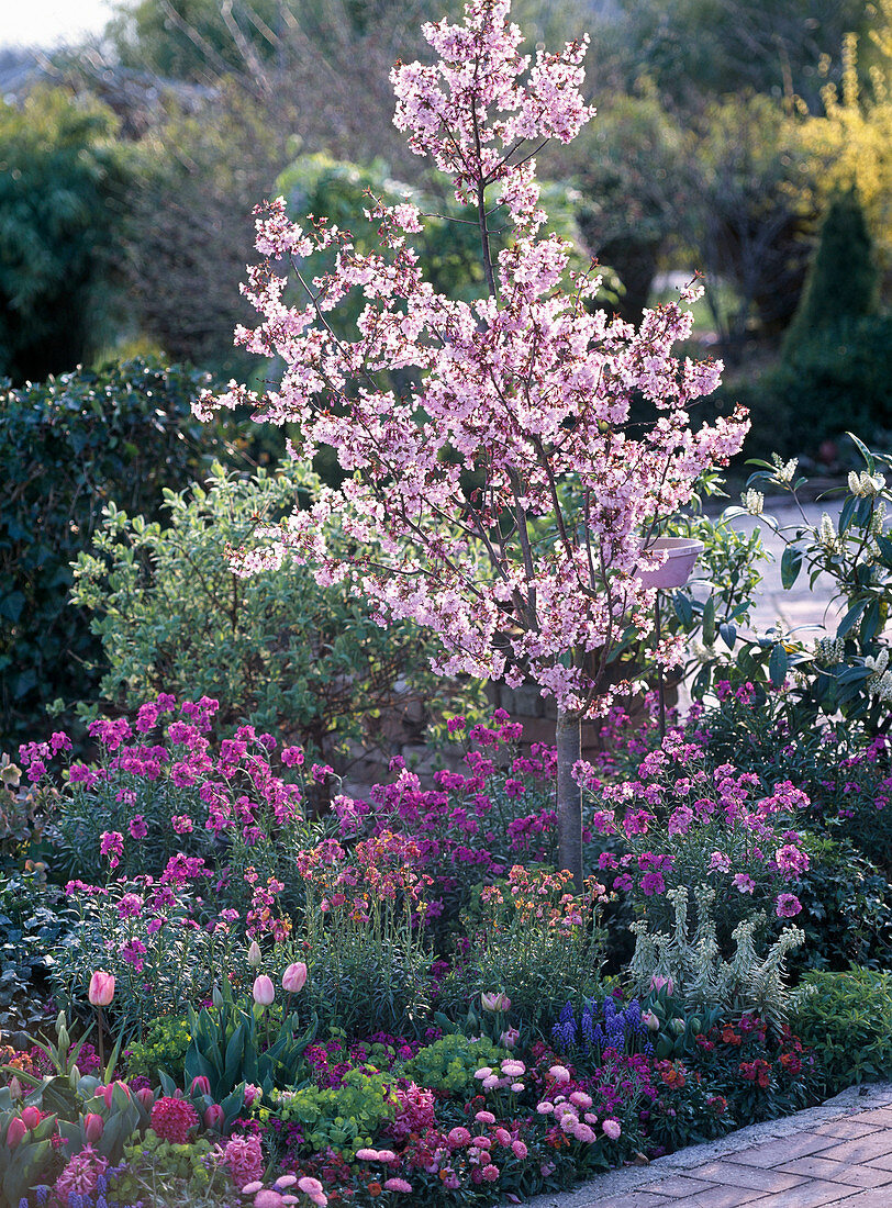 Prunus kurilensis 'Ruby' (Rosa Kuril cherry)