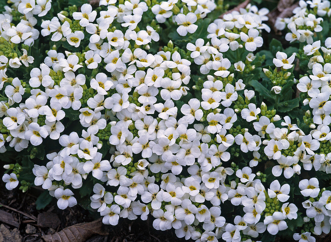 Arabis caucasica 'Snowball' (goose cress)