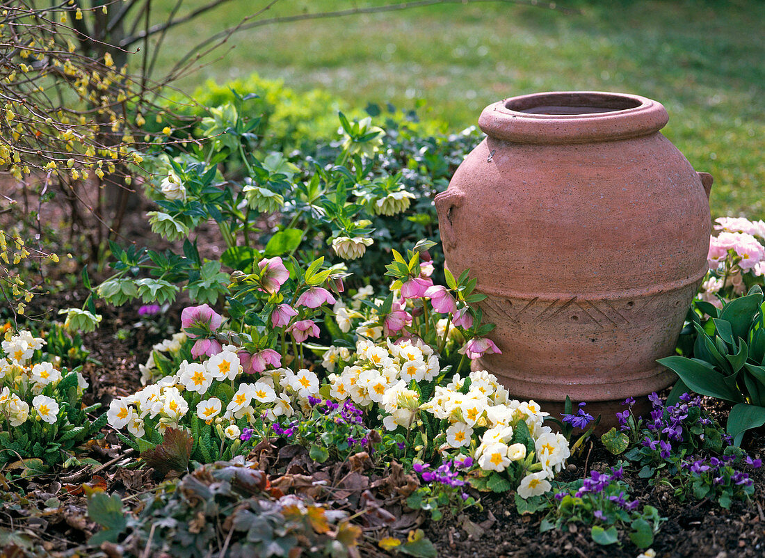 Helleborus (spring roses), Primula acaulis (spring primroses)