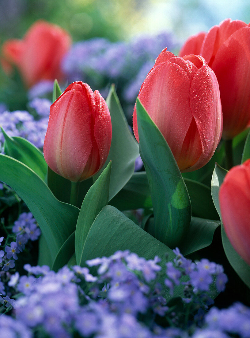 Tulipa 'Pink Impression' (Darwin tulip)