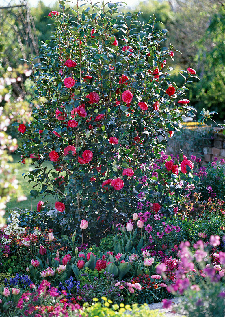 Camellia japonica 'Black Lace' (camellia)