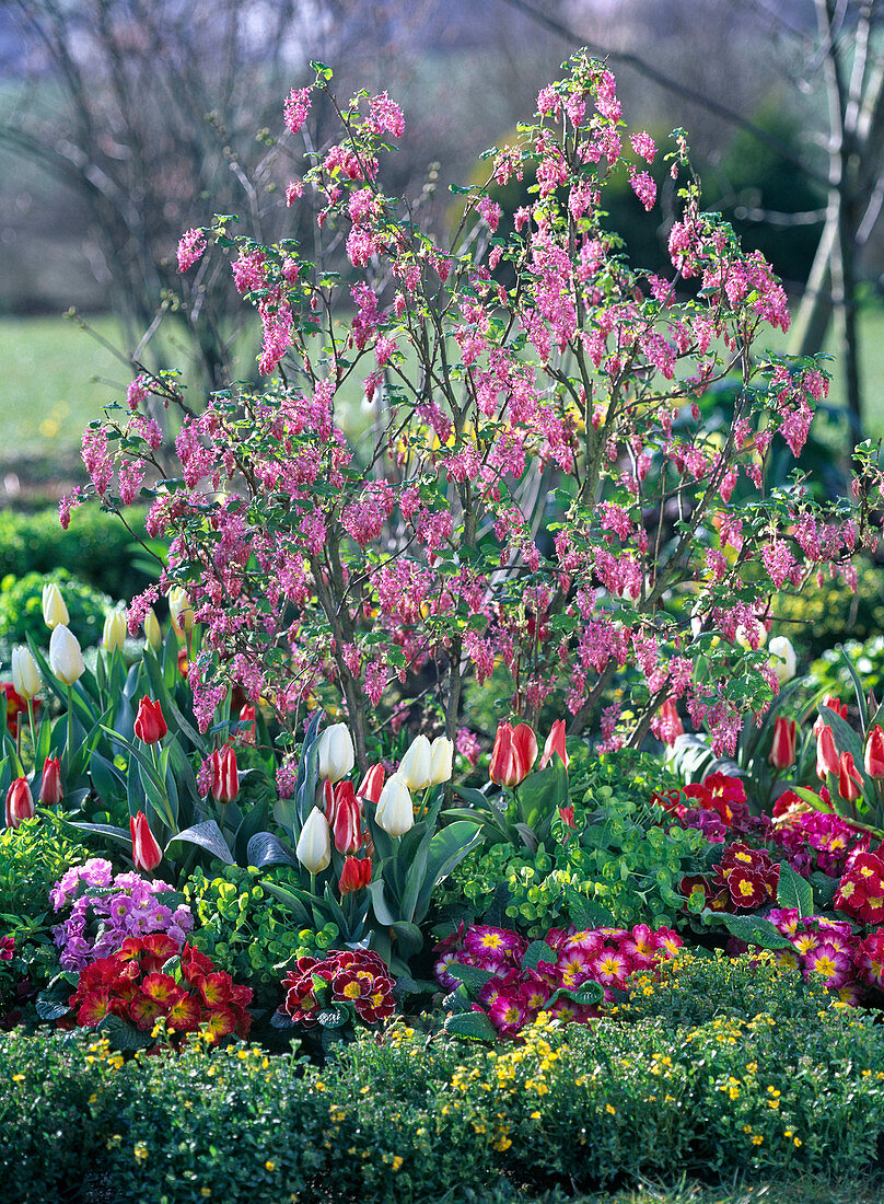 Ribes sanguineum (Blood currant), Tulipa (Tulips)