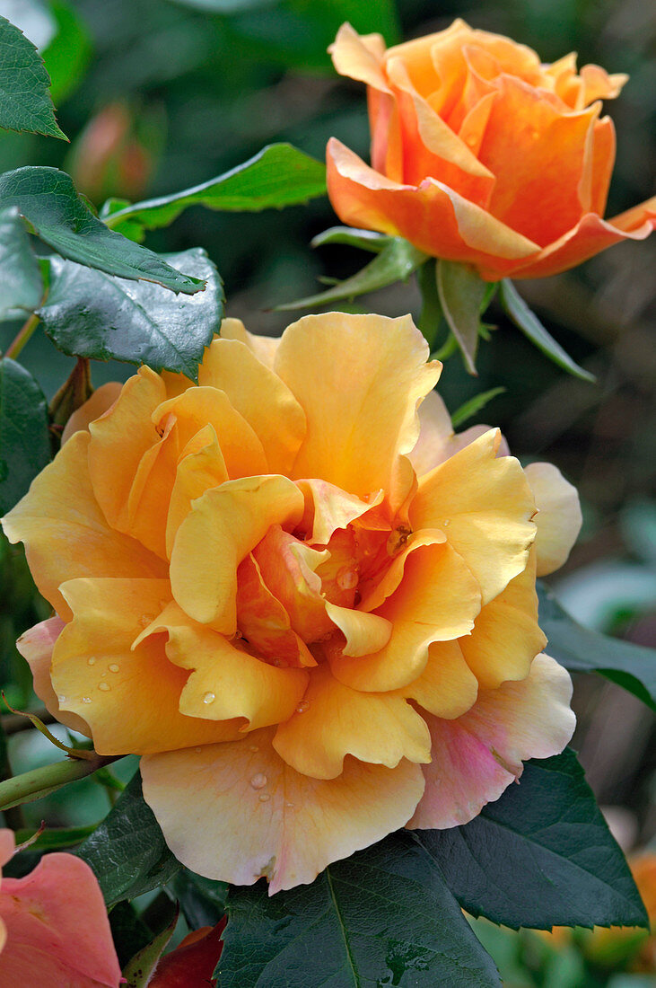 Rosa 'Tequila' (bedding rose), repeat flowering, by Meilland