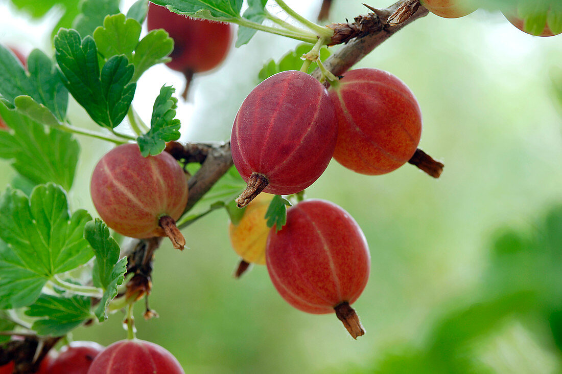 Ribes 'Hinnonmäki' rot (Stachelbeere), mehltauresistent