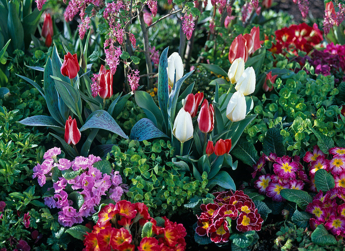 Tulipa (tulips), Primula acaulis (spring primroses), Euphorbia (spurge)