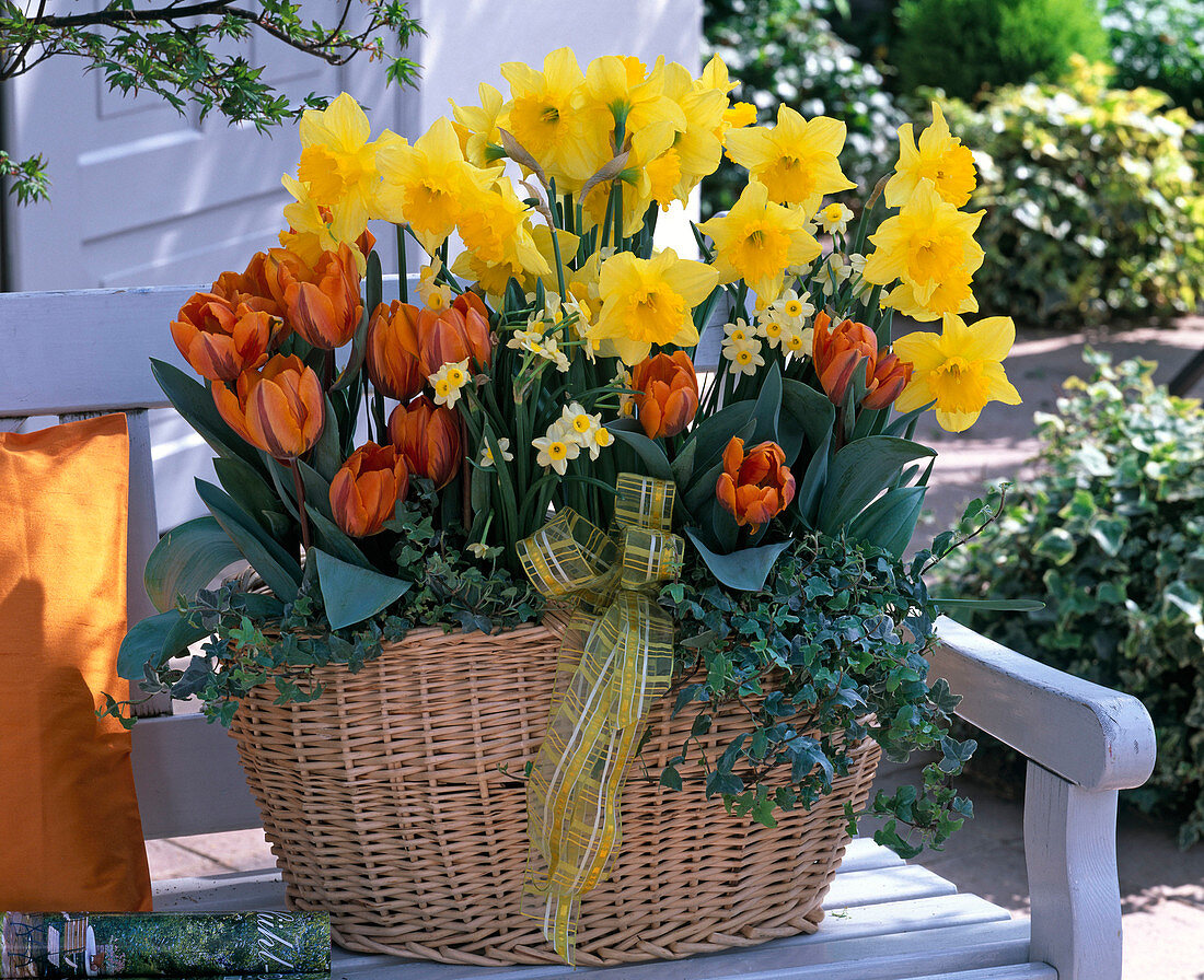 Narcissus 'Carlton', 'Minnow' (daffodils), Tulipa 'Princess Irene' (tulip)