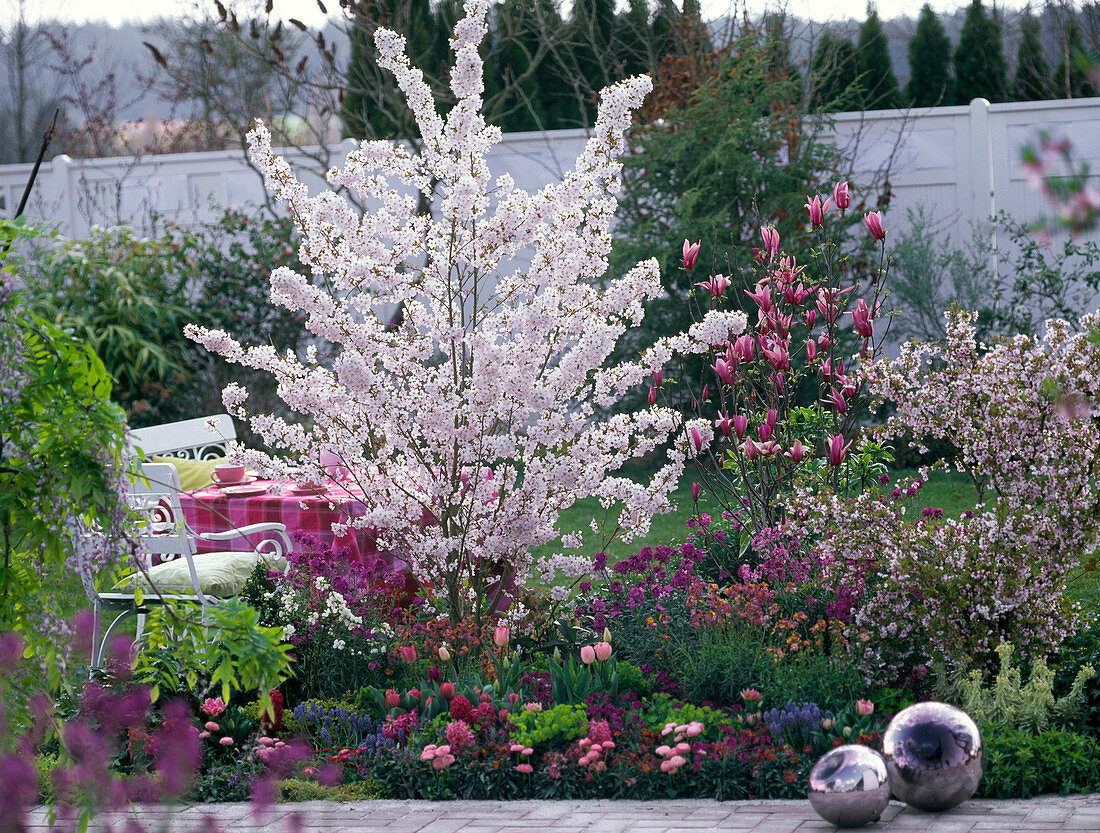 Prunus kurilensis (Kurilenkirsche)