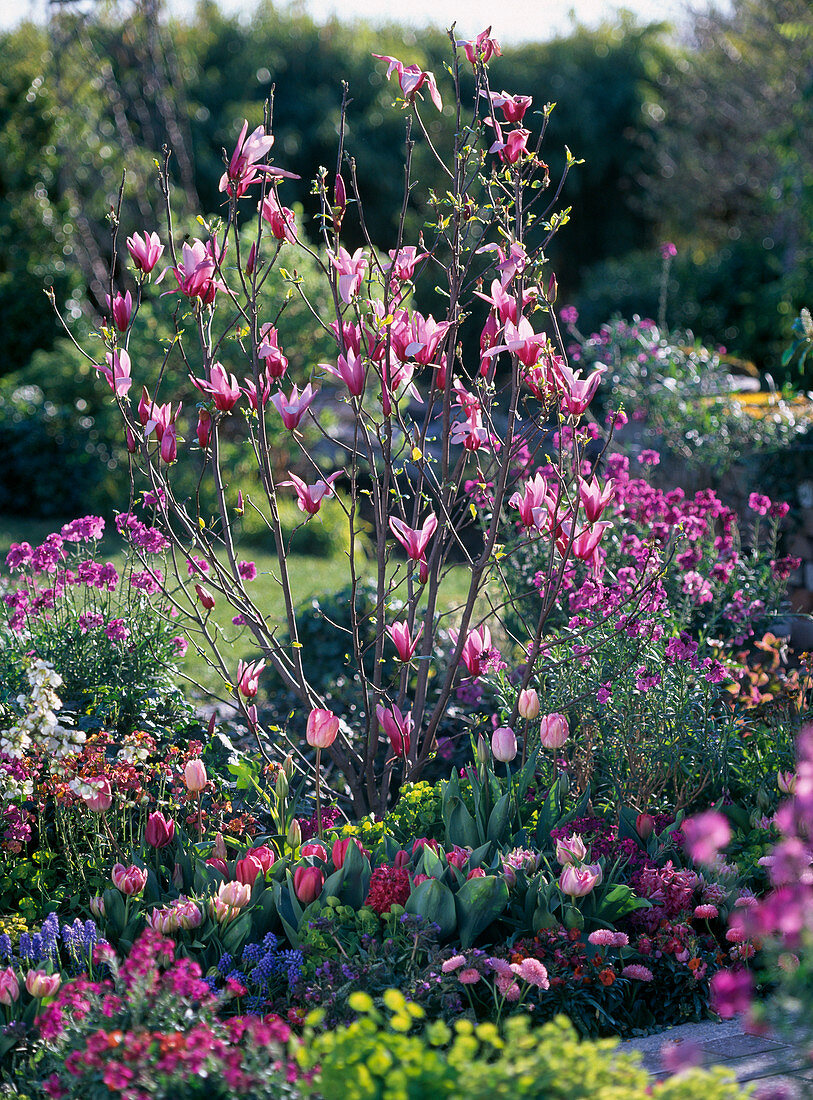 Magnolia 'Susan' (Red flowering magnolia)