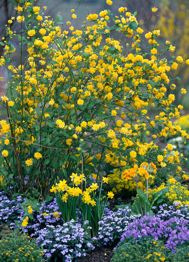 Kerria japonica 'Pleniflora' (Ranunkelstrauch)