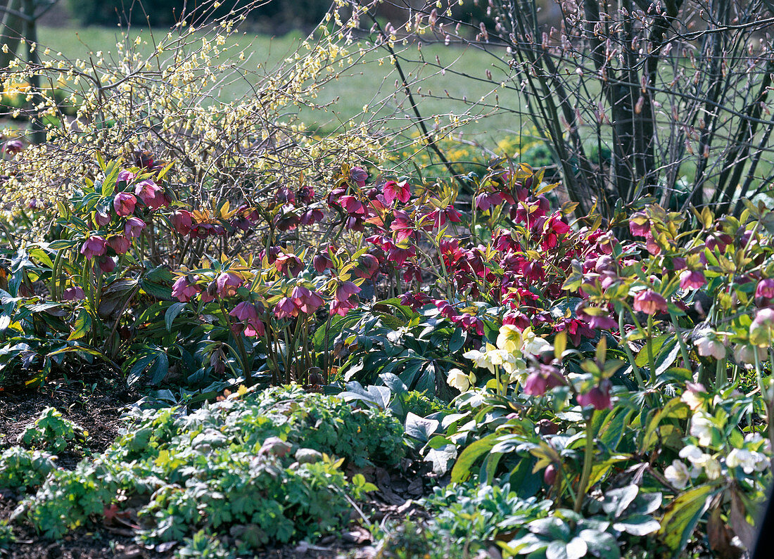 Helleborus orientalis und niger (Lenzrosen und Christrosen)