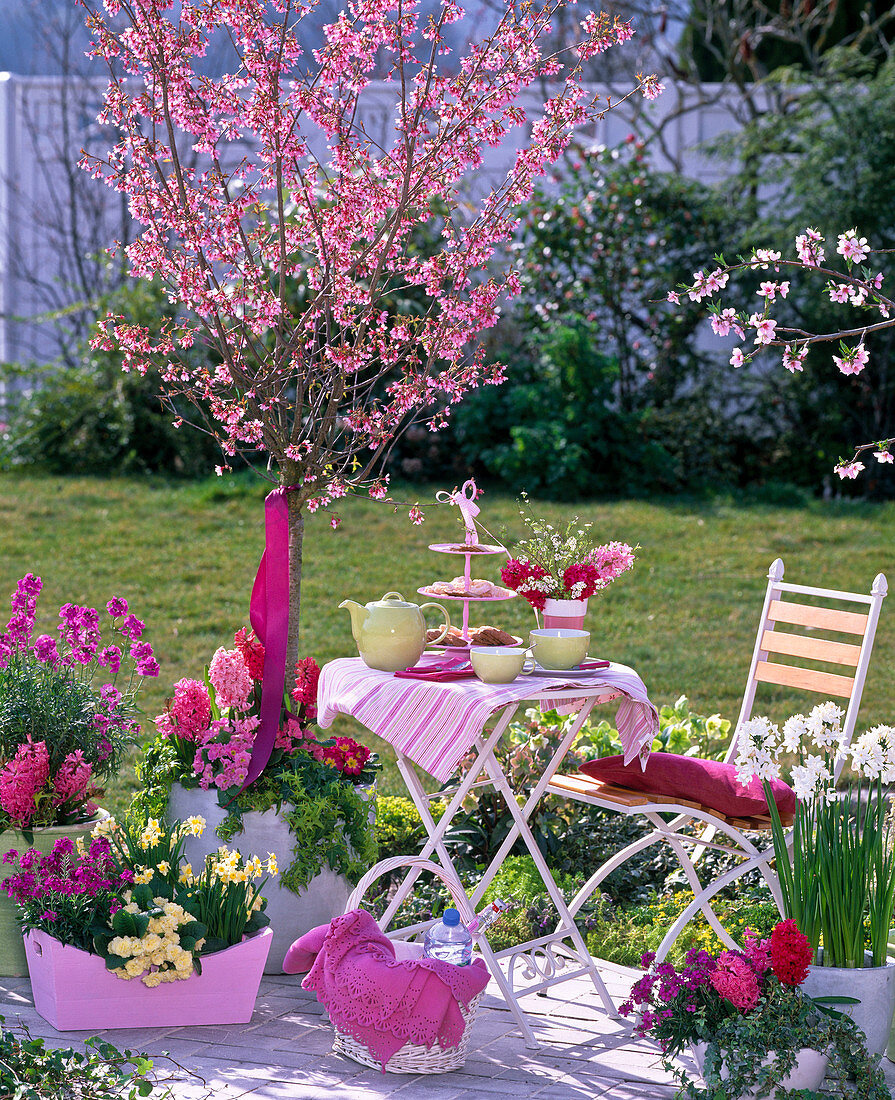 Fragrant terrace: Prunus kurilensis 'Ruby' (pink Kurile cherry)