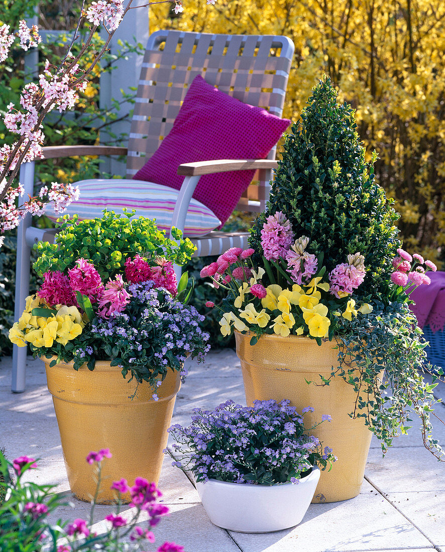 Buxus, Hyacinthus, Viola Bingo 'Clear Yellow'