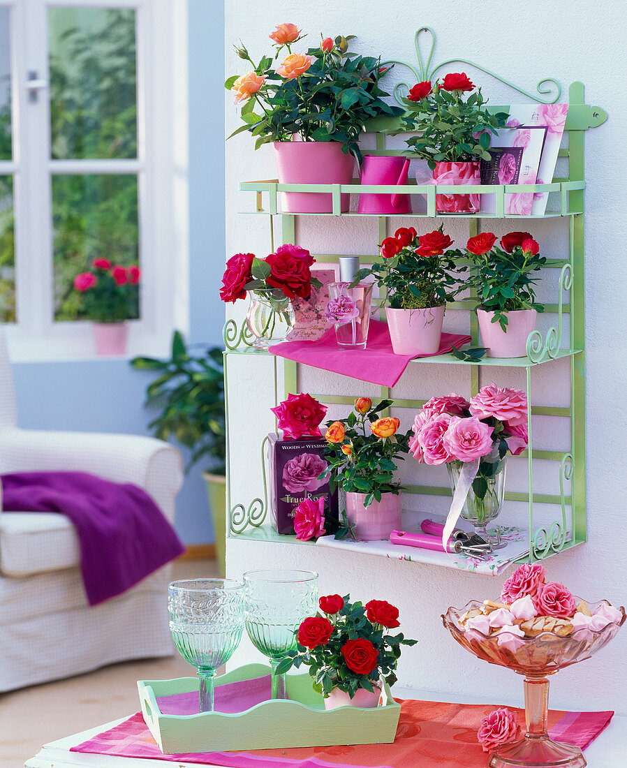 Pink (pot rose) in cachepots in light green wall shelf