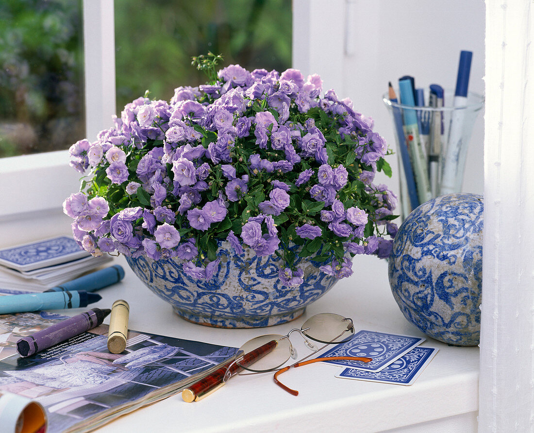 Campanula carpatica 'Blue Ball' (Gefüllte Glockenblume)