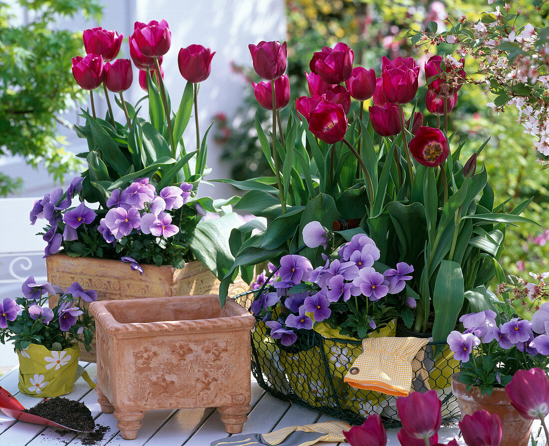 Tulipa 'Negrita' (tulpen), Viola Wittrockiana Bingo