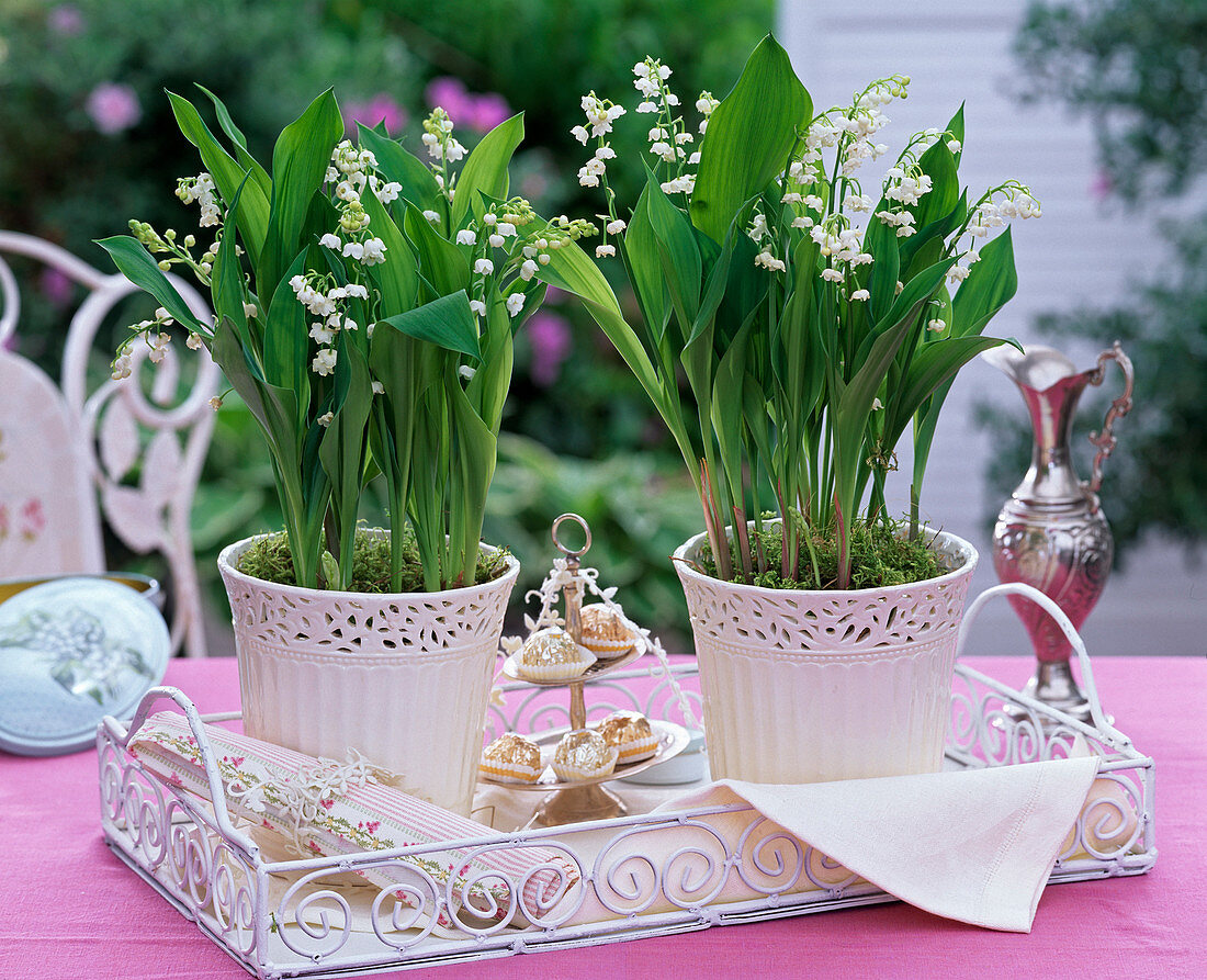 Convallaria majalis (Lily of the Valley) in ceramic planters on a white tray