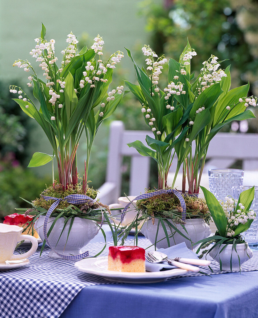 Convallaria majalis (Maiglöckchen)