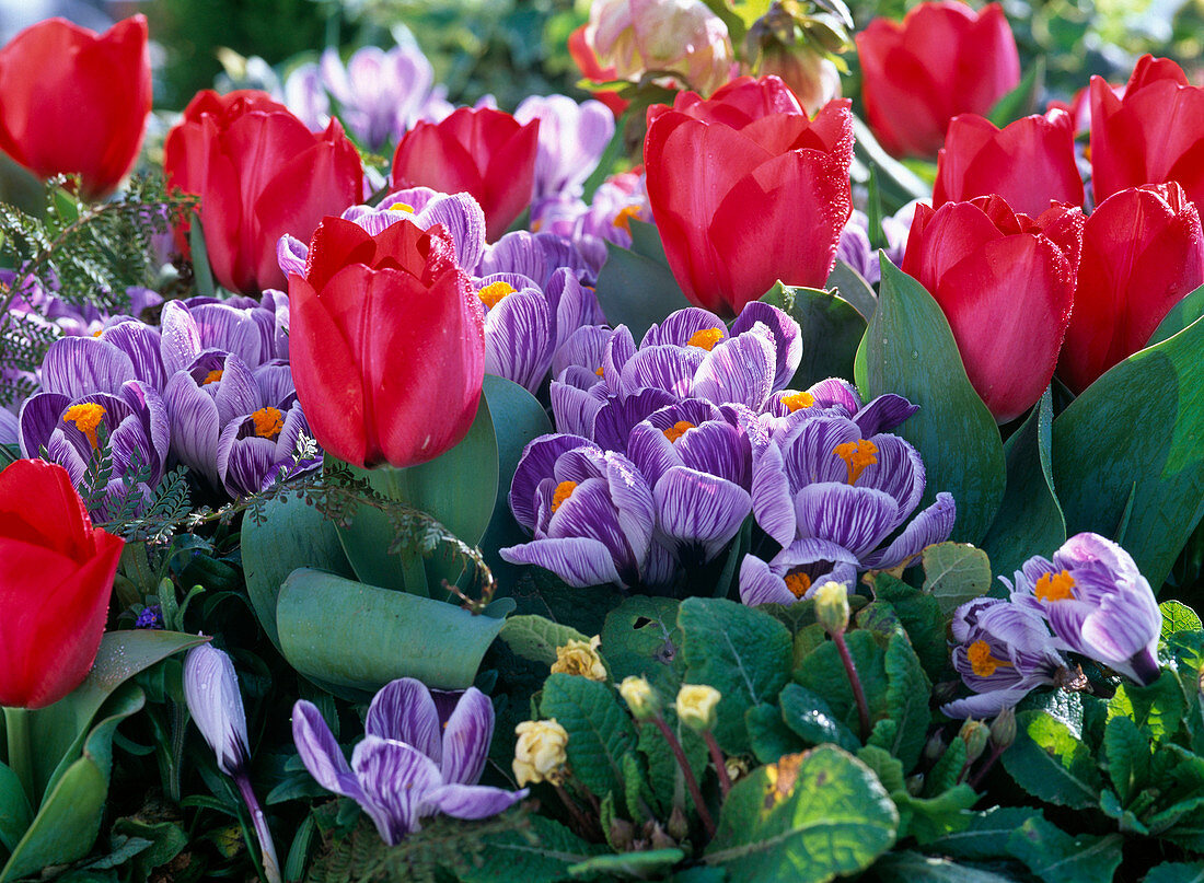 Tulipa 'Red Paradise' (tulips), Crocus 'Pickwick' (crocuses)