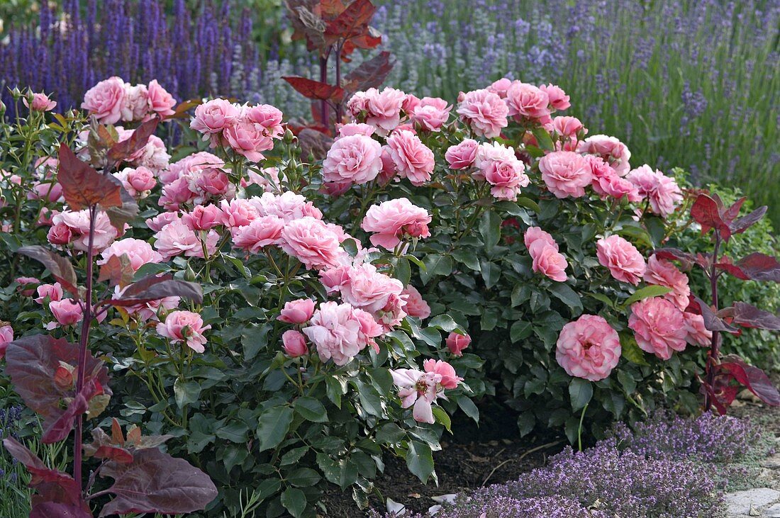 Rosa 'Botticelli' (Kleinstrauchrose), sehr gesund,