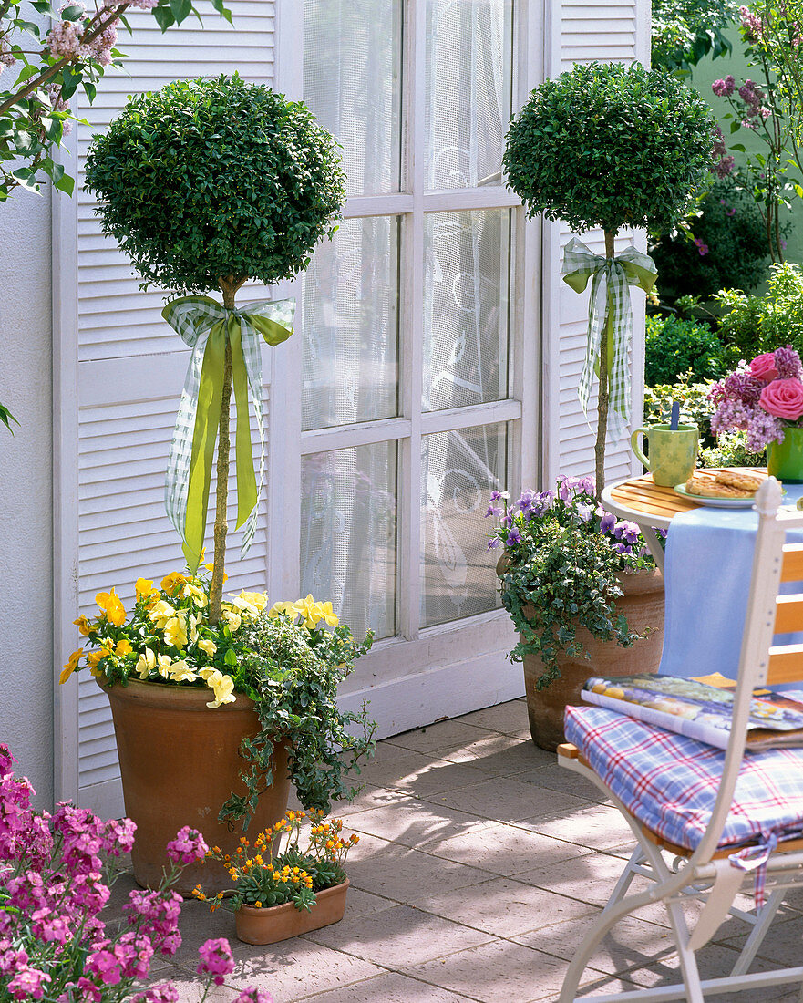 Buxus (Box stems) underplanted with Viola wittrockiana