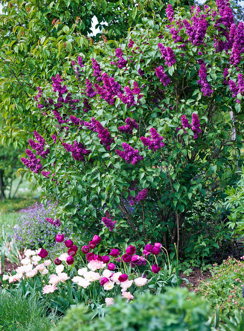 Syringa 'Memory of Ludwig Späth' (Lilac)