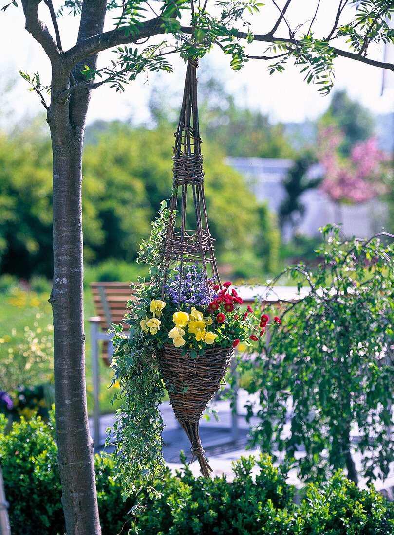 Willow basket with climbing aid planted with Hedera (ivy) as hanging basket