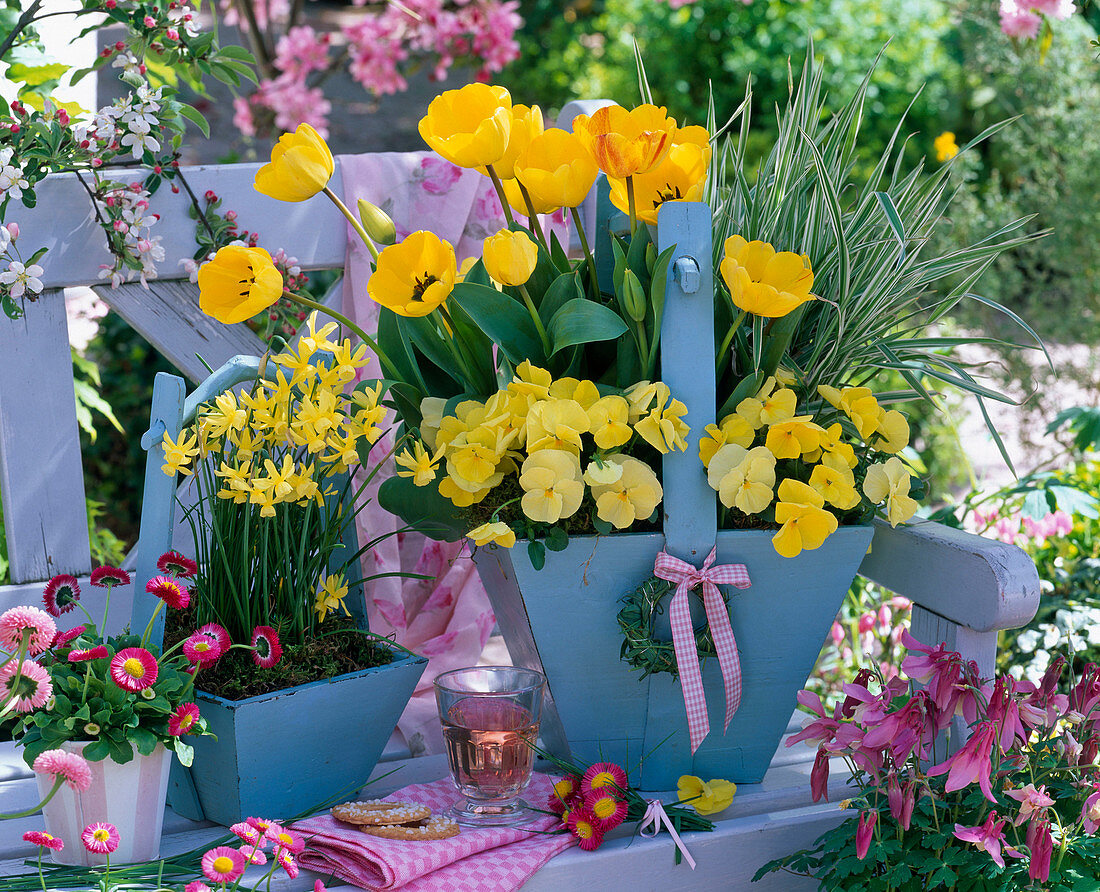 Tulipa (Tulip), Viola wittrockiana Bingo 'Clear Yellow'