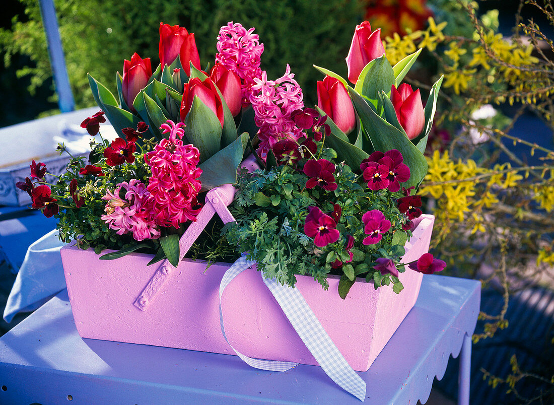 Tulipa 'Red Paradise' (Tulpen), Hyacinthus (Hyazinthen)