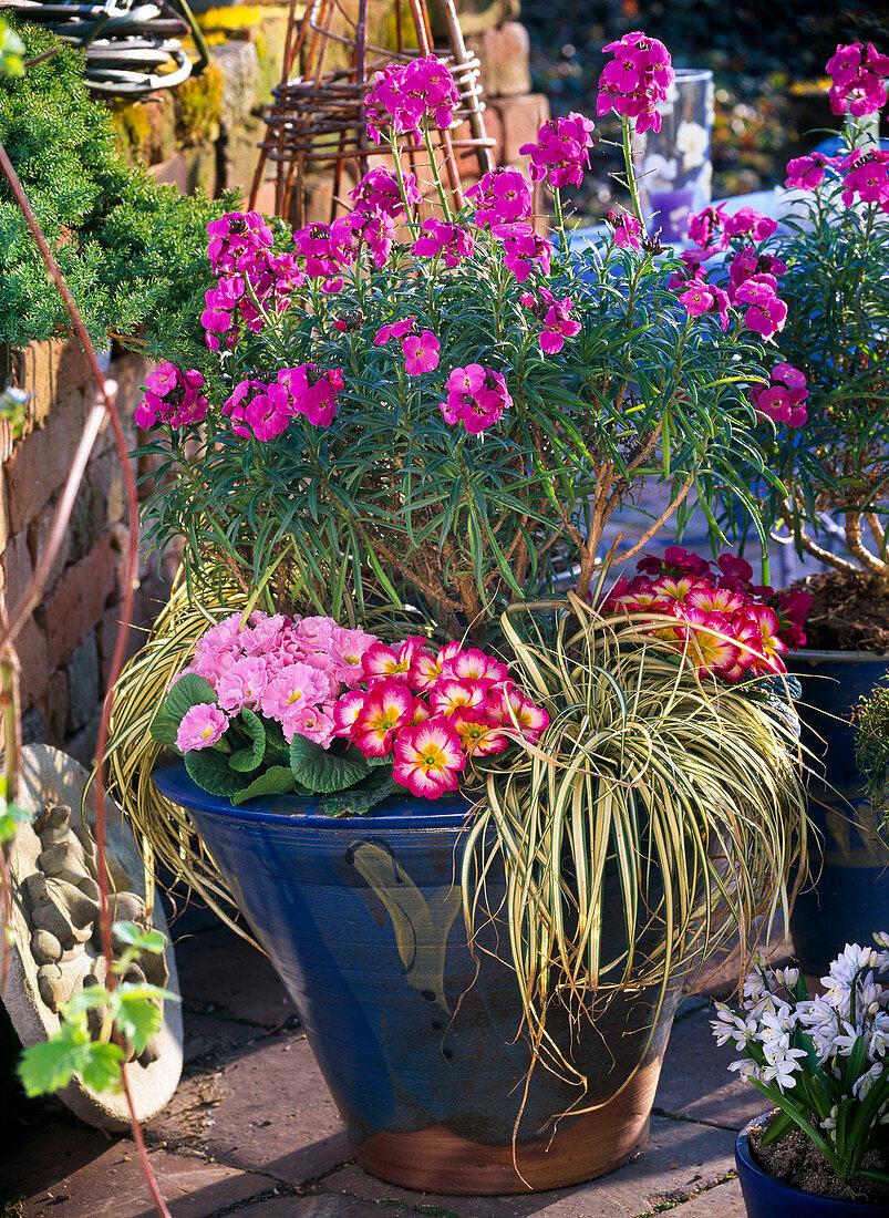 Erysimum 'Bowles Mauve' (Celandine) underplanted with Primula acaulis