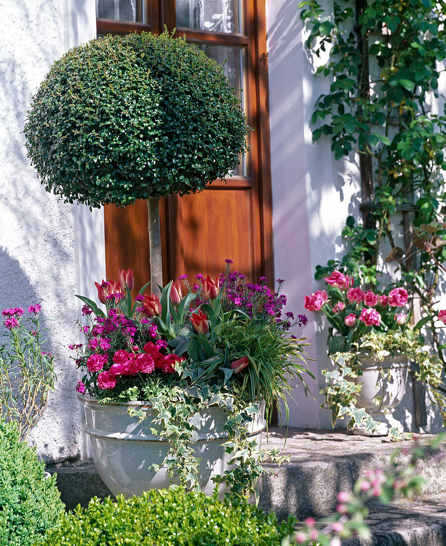 Buxus (Buchsstämmchen) unterpflanzt mit Erysimum (Goldlack)