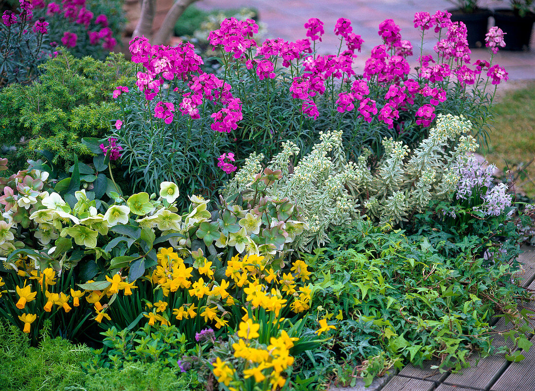 Erysimum 'Bowles Mauve', Euphorbia 'Silver Swan'