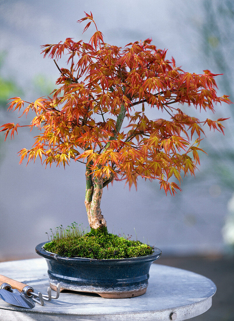Acer palmatum 'Kotohime' (Japanese fan maple)
