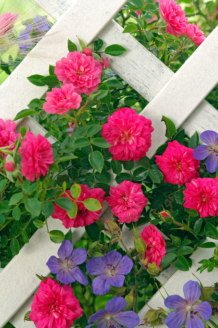 Rosa 'Knirps' (ground cover rose), repeat flowering, by Kordes