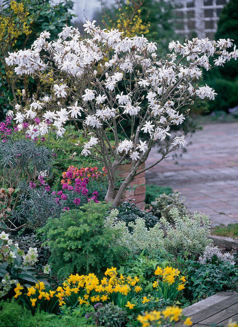 Magnolia stellata (Star magnolia), Narcissus 'Tete-a-Tete' (Daffodils)