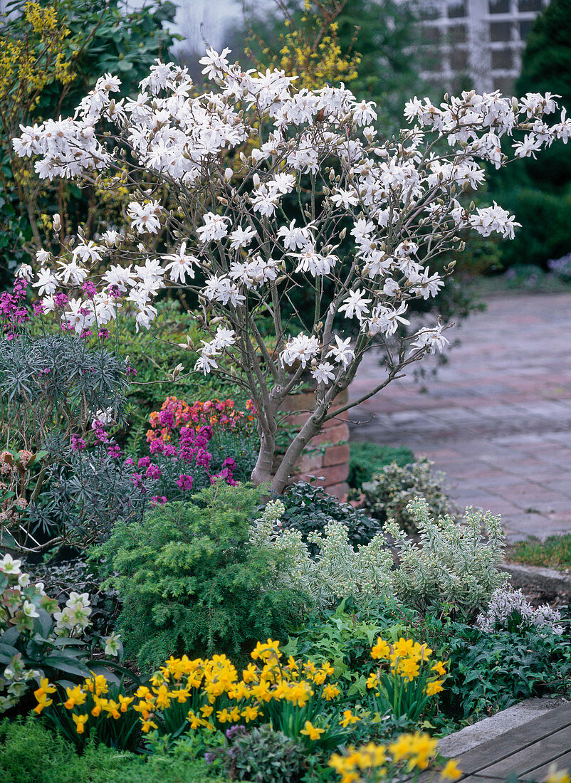 Magnolia stellata (Sternmagnolie), Narcissus 'Tete-a-Tete' (Narzissen)