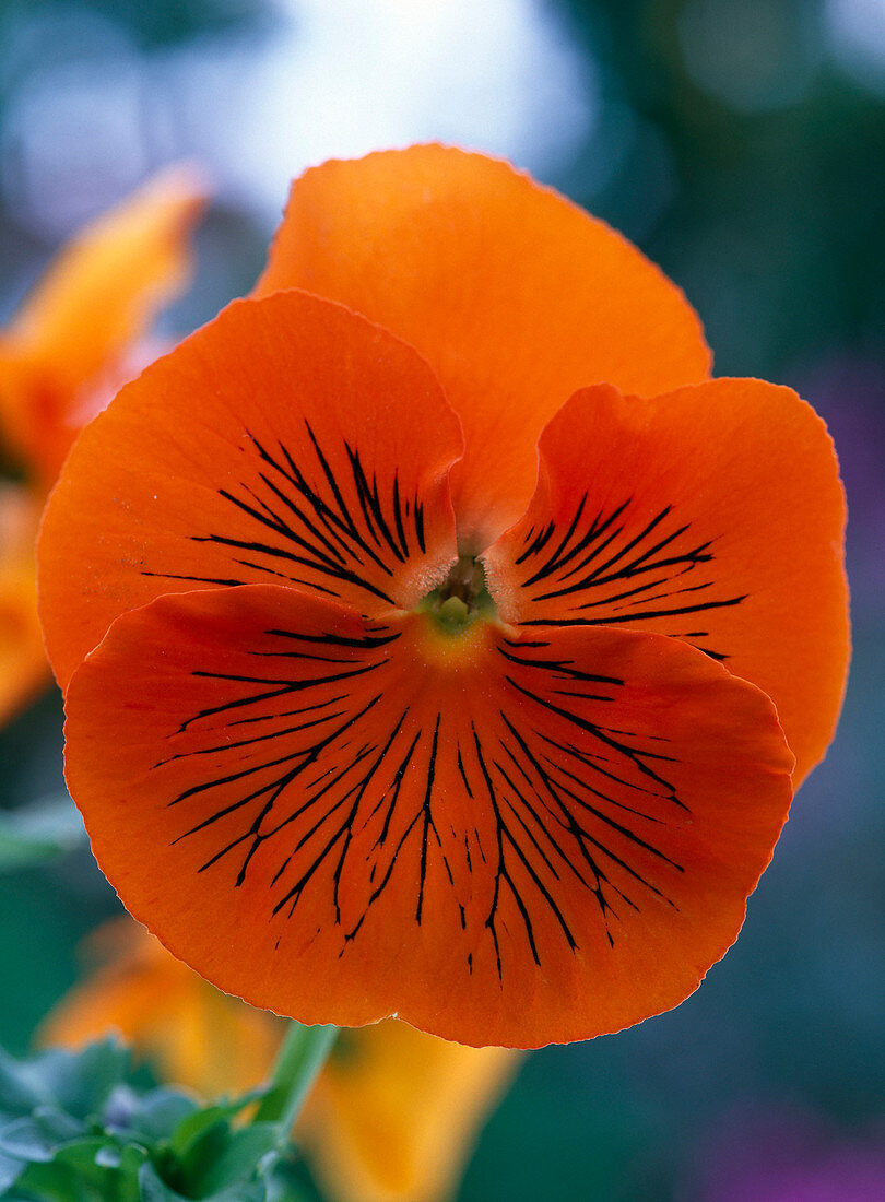 Viola wittrockiana 'Cats Orange' (Stiefmütterchen)