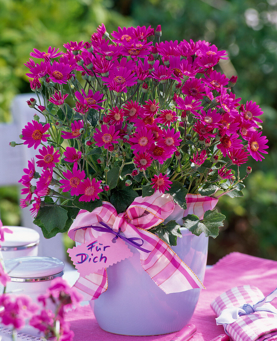 Senecio Senetti 'Baby Magenta' (ash flower) as a gift