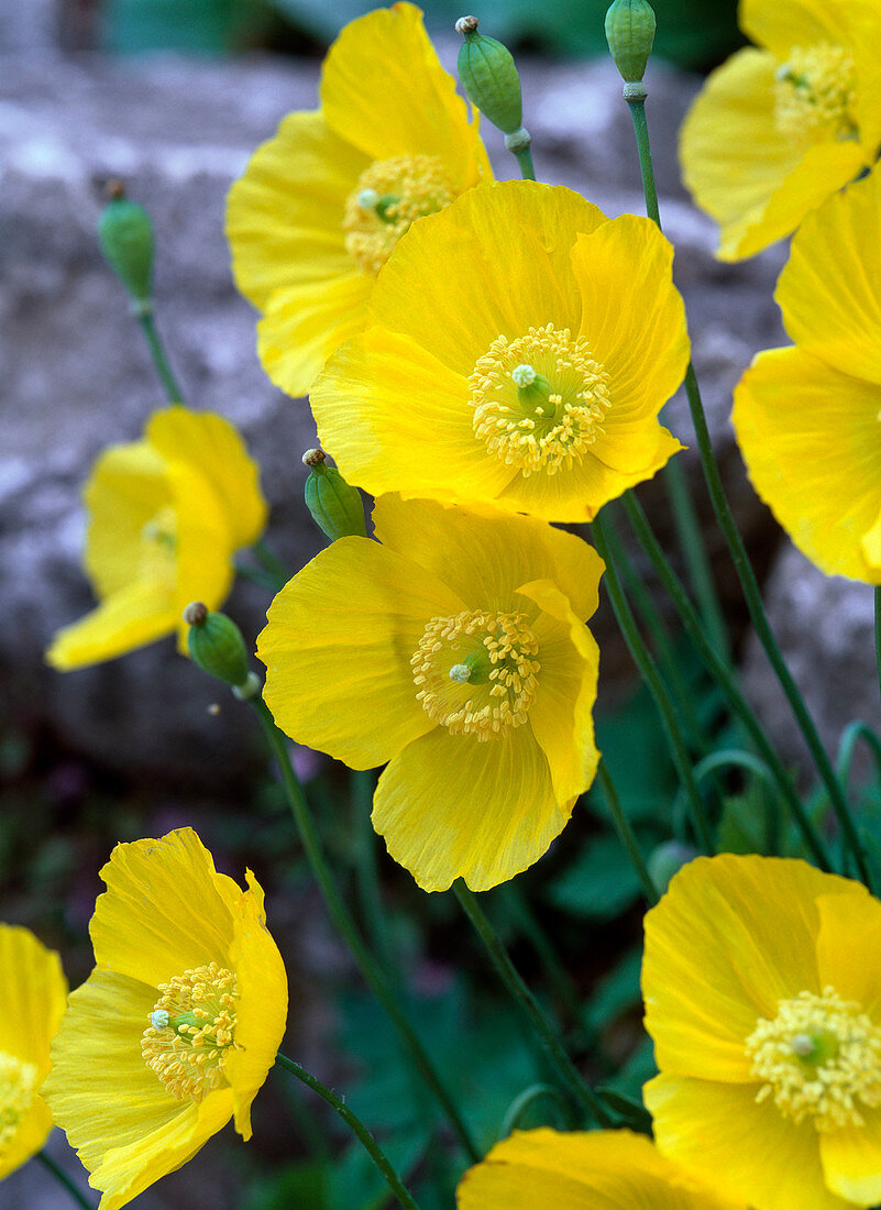 Meconopsis cambrica (Wood Poppy)