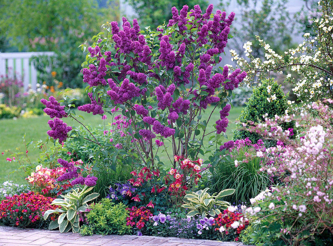 Blühender Syringa 'Andenken an Ludwig Späth' (Flieder)