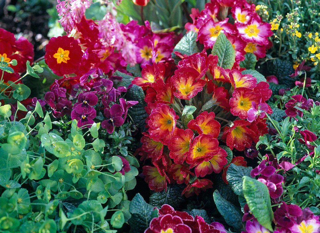 Primula acaulis (spring primrose), Viola cornuta (horned violet)