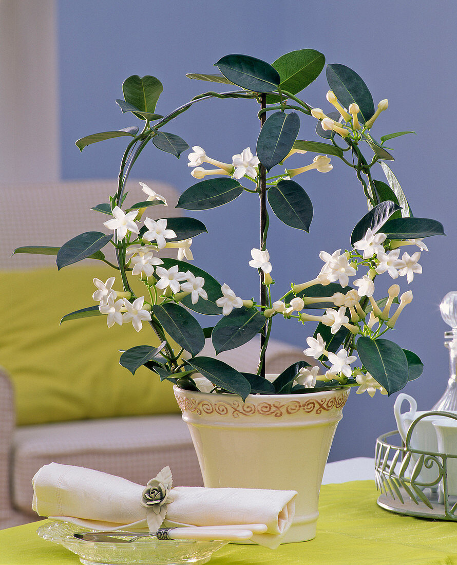 Stephanotis floribunda (wreath loop) on the table