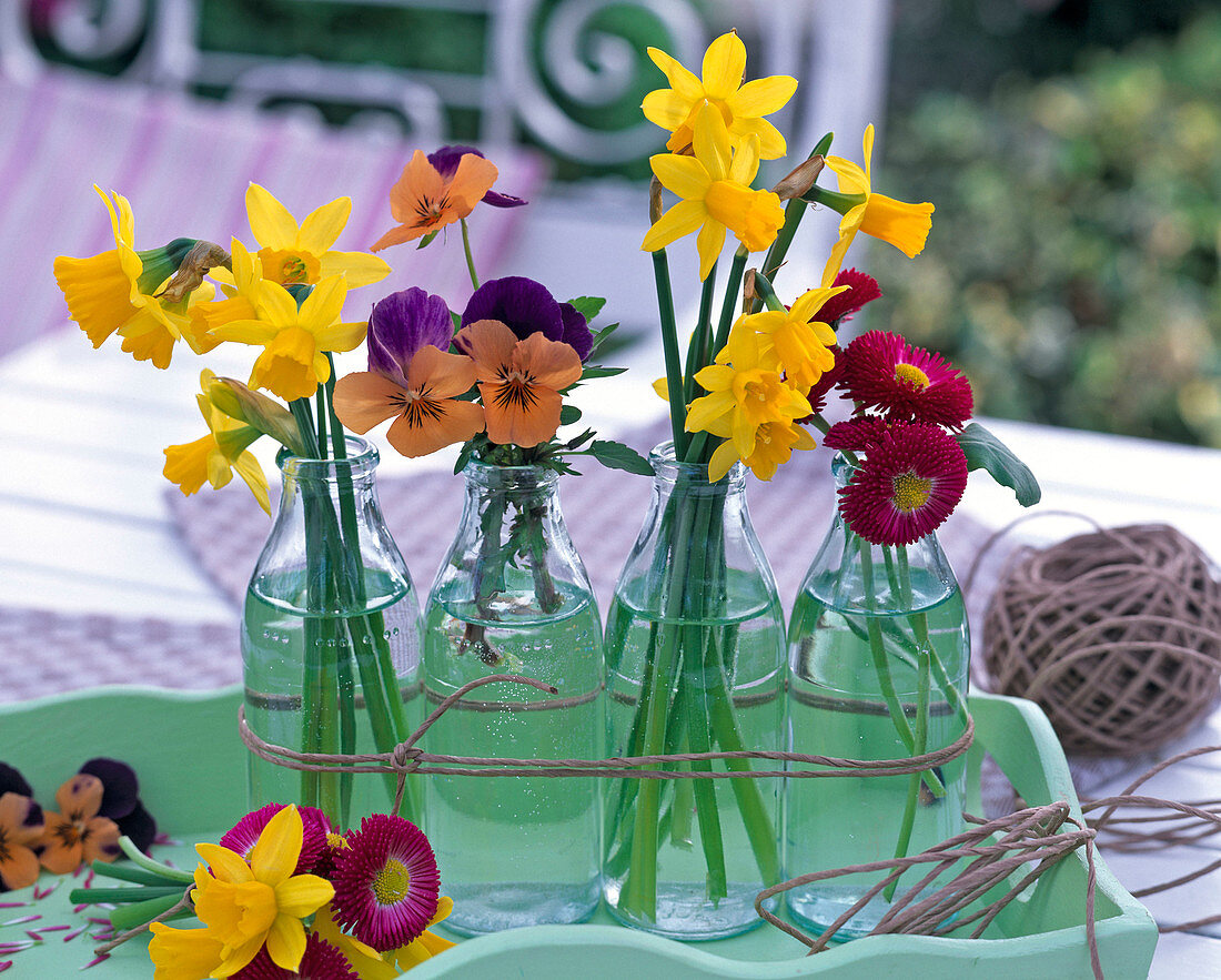 Narcissus (Narzissen), Viola (Hornveilchen), Bellis (Gänseblümchen)