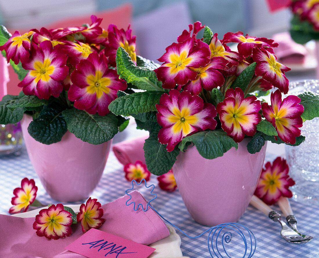 Primel-Tischdeko: Primula acaulis (Frühlingsprimeln) in rosa Übertöpfen